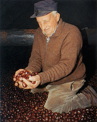 Celestino mostra orgoglioso le castagne della grà